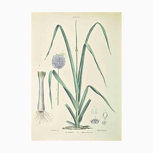 Vincenzo Tenore, The Leek, Lithograph, 1870s