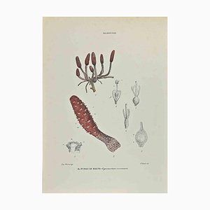 Vincenzo Tenore, The Malta Mushroom, Lithograph, 1870s