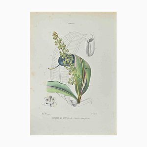 Vincenzo Tenore, Nepenthes in Ampolla, Lithograph, 1870s