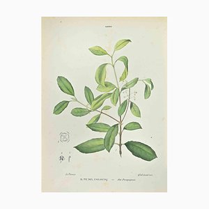 Vincenzo Tenore, The Paraguayan Tea, Lithograph, 1870s