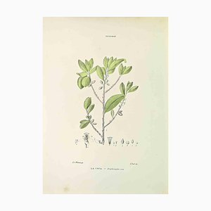 Vincenzo Tenore, The Coke, Lithographie, 1870er