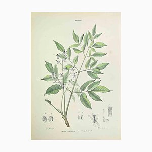 Vincenzo Tenore, Melia Azedarach, Lithograph, 1870s