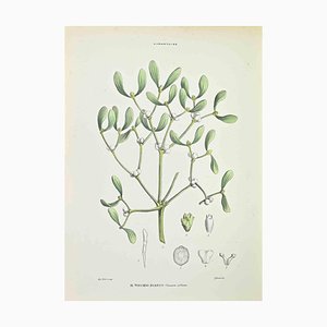 Vincenzo Tenore, White Mistletoe, Lithograph, 1870s