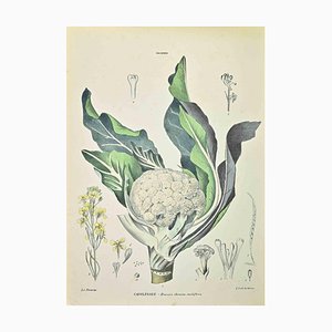Vincenzo Tenore, Chou-Fleur, Lithographie, 1870s