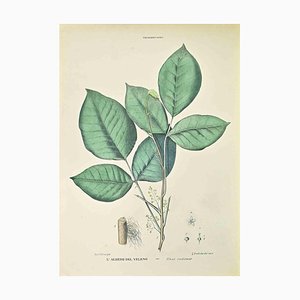 Vincenzo Tenore, The Poison Tree, Lithograph, 1870s