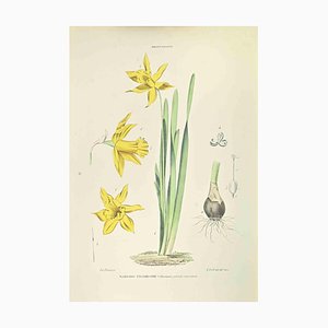 Vincenzo Tenore, Narcissus Trombone, Lithograph, 1870s