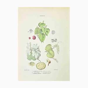 Vincenzo Tenore, Menispermaceae, Lithograph, 1870s