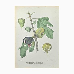 Vincenzo Tenore, Lardaro Fig and Trojan Fig, Lithograph, 1870s