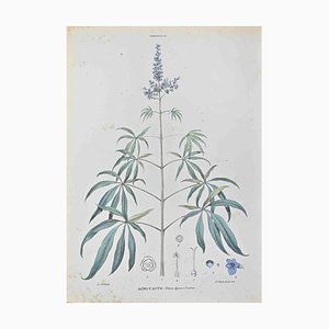 Vincenzo Tenore, Agnocasto (Agnus Castus), Lithograph, 1870s