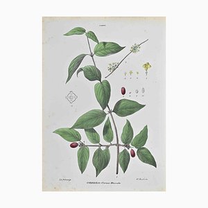 Vincenzo Tenore, Dogwood, Lithograph, 1870s