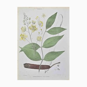 Vincenzo Tenore, Cassia Fistula, Lithograph, 1870s