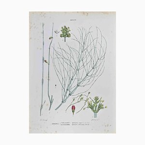 Vincenzo Tenore, Gnetaceae, Lithograph, 1870s