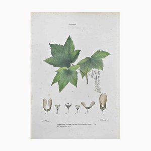 Vincenzo Tenore, False Plane Maple, Lithograph, 1870s