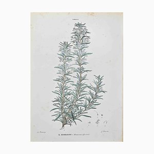 Vincenzo Tenore, Rosemary, Lithograph, 1870s