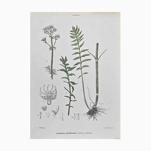 Vincenzo Tenore, Valerian Officinale, Lithograph, 1870s