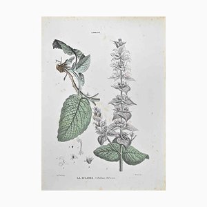 Vincenzo Tenore, Salvia Solare, Lithograph, 1870s
