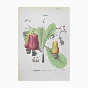 Vincenzo Tenore, Western Cashew, Lithograph, 1870s