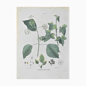 Vincenzo Tenore, Ellera, Lithographie, 1870er