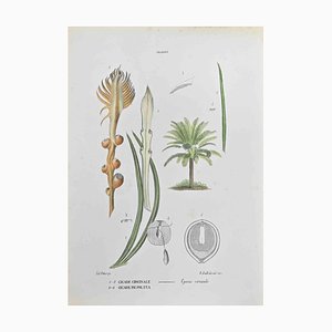 Vincenzo Tenore, Cycads, Lithograph, 1870s