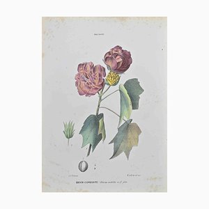 Vincenzo Tenore, Iridescent Hibiscus, Lithograph, 1870s