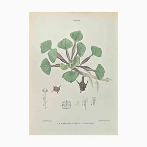 Vincenzo Tenore, The Water Chestnut, Lithograph, 1870s