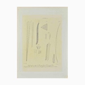 Vincenzo Tenore, Diatomee, litografía, década de 1870