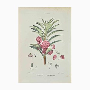 Vincenzo Tenore, Impatiens Balsamina, Lithograph, 1870s