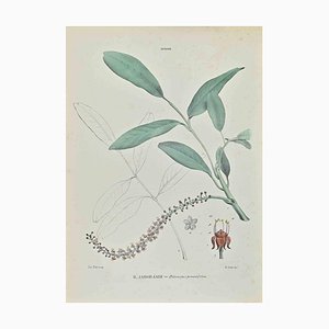 Vincenzo Tenore, Jaborandi, Lithograph, 1870s