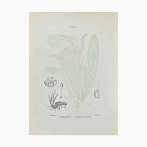 Vincenzo Tenore, Ouvirandra, Lithograph, 1870s
