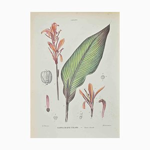 Vincenzo Tenore, Two,Colored Cane, Lithograph, 1870s