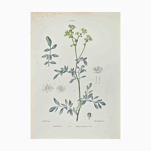 Vincenzo Tenore, Ruta Graveolens, Lithograph, 1870s