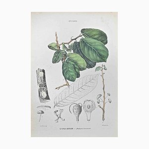 Vincenzo Tenore, Antiaris Toxicaria, Lithograph, 1870s