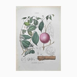 Lithographie, Vincenzo Tenore, Strychnos Tieuté, 1870s