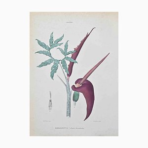 Vincenzo Tenore, Dragontia, Lithograph, 1870s