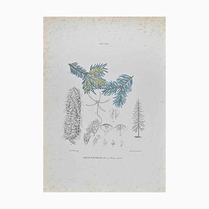 Vincenzo Tenore, Nostral Fir, Lithograph, 1870s