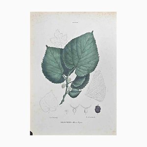 Vincenzo Tenore, Black Mulberry, Lithograph, 1870s