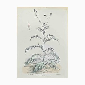 Vincenzo Tenore, The Thistle, litografía, década de 1870
