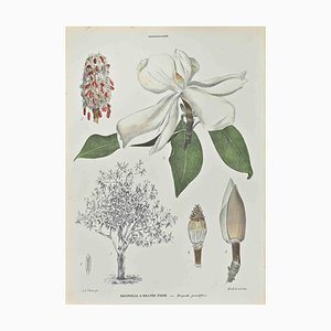 Vincenzo Tenore, Large-Flowered Magnolia, Lithograph, 1870s