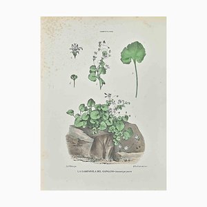 Vincenzo Tenore, Gargano Bellflower, Lithograph, 1870s
