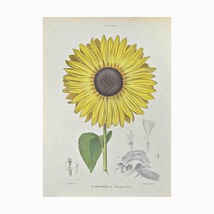 Vincenzo Tenore, girasol, litografía, década de 1870