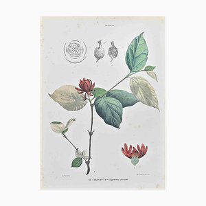 Vincenzo Tenore, Calycanthus Floridus, Lithograph, 1870s