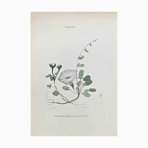 Vincenzo Tenore, Convolvolus Stoloniferus, Lithograph, 1870s