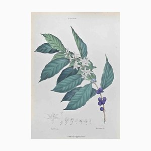 Vincenzo Tenore, Kaffee, Lithographie, 1870er