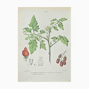 Vincenzo Tenore, Tomatenpflanzen, Lithographie, 1870er