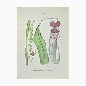 Vincenzo Tenore, Nepenthe in Amphora, Lithograph, 1870s