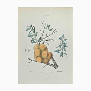 Vincenzo Tenore, The Chinotto, Lithographie, 1870er