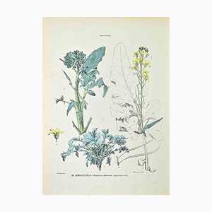 Vincenzo Tenore, The Broccoli, Lithographie, 1870s