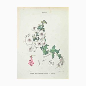 Vincenzo Tenore, White,Lilac Achimene, Lithograph, 1870s