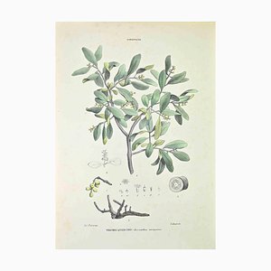 Vincenzo Tenore, Oak Mistletoe, Lithograph, 1870s