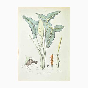 Vincenzo Tenore, The Gigaro, Lithograph, 1870s